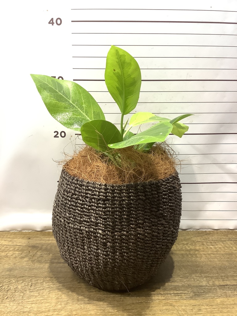 観葉植物 フィカス アルテシーマ 4号 ストレート プラスチック鉢