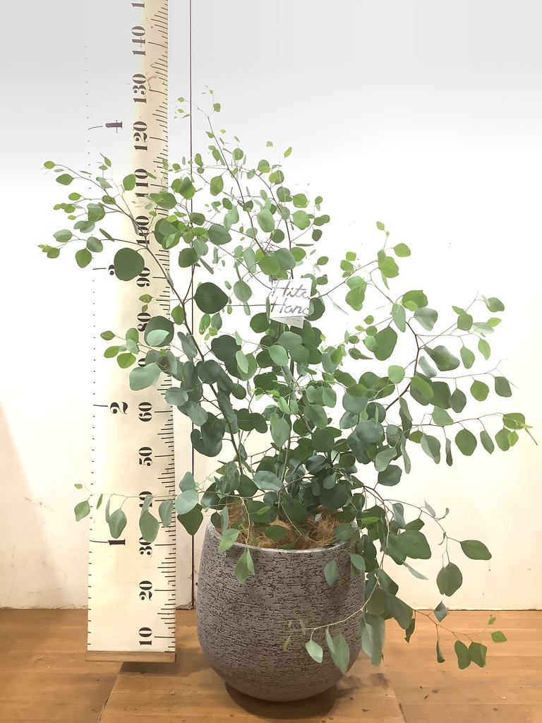 観葉植物 ユーカリ 8号 ポポラス（ポリアンセモス