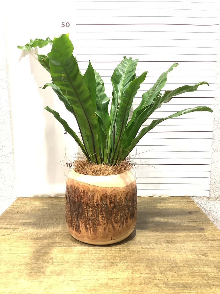 アスプレニウム 観葉植物通販hitohana ひとはな