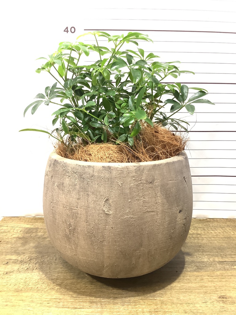 観葉植物 シェフレラ コンパクタ 5号 プラスチック鉢 | 観葉植物