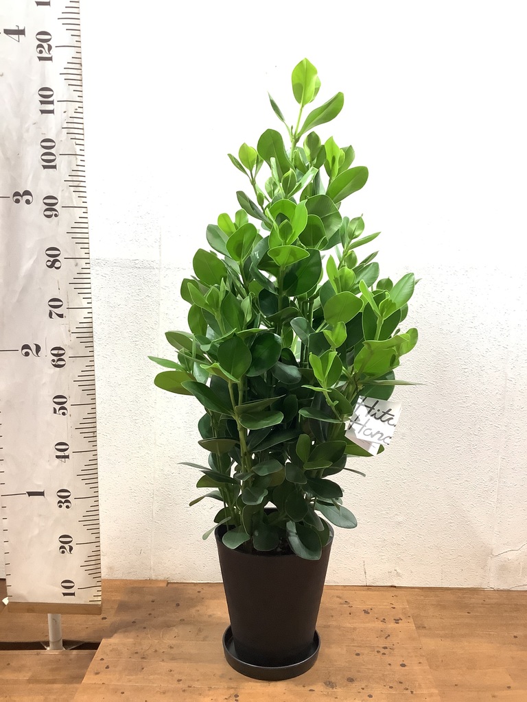観葉植物 クルシア ロゼア プリンセス 8号 ラッシュバスケット Natural