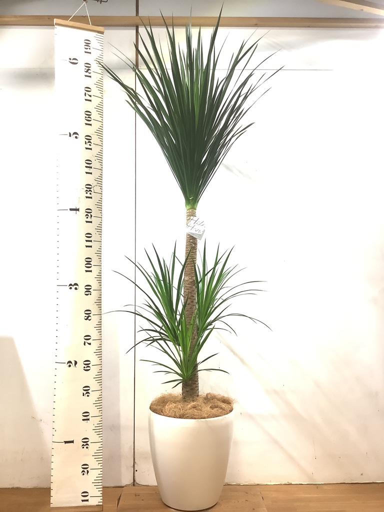 観葉植物 ドラセナ カンボジアーナ 10号 プラスチック鉢 | 観葉植物