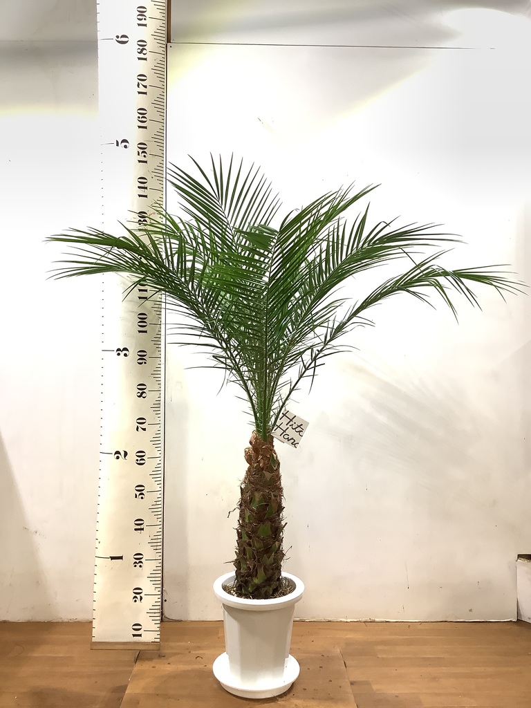 観葉植物 フェニックスロベレニー 8号 プラスチック鉢 | 観葉植物なら