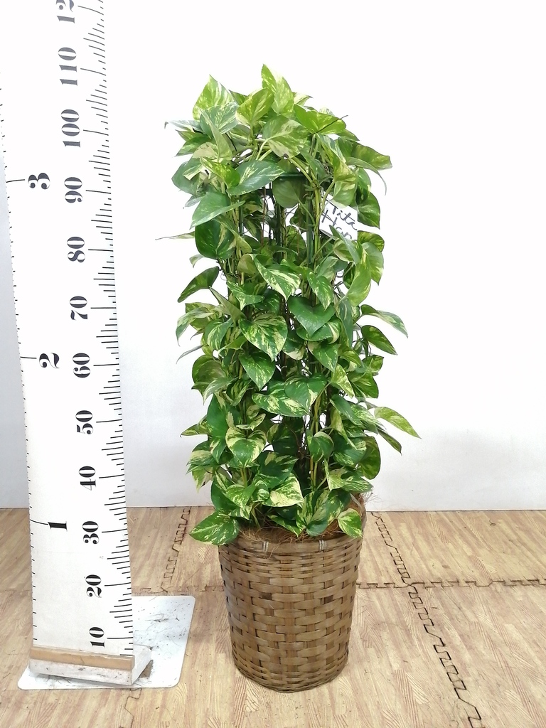 観葉植物 ポトス 8号 プラスチック鉢 | 観葉植物ならHitoHana(ひとはな)
