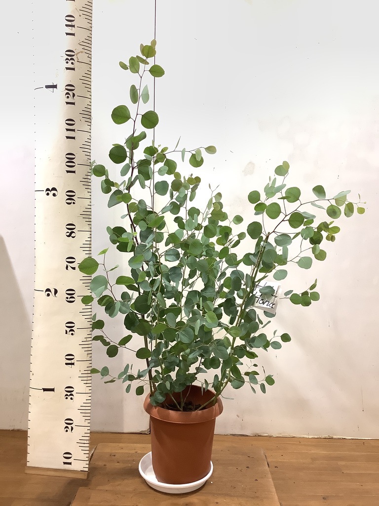 ふるさと割 ユーカリ ポポラス ポリアンセモス 中型8号 鉢植え 鉢カバー付き 鉢カバーa Modayestilo Com Mx