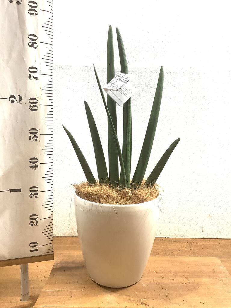 観葉植物 サンスベリア 8号 スタッキー ラスターポット 付き