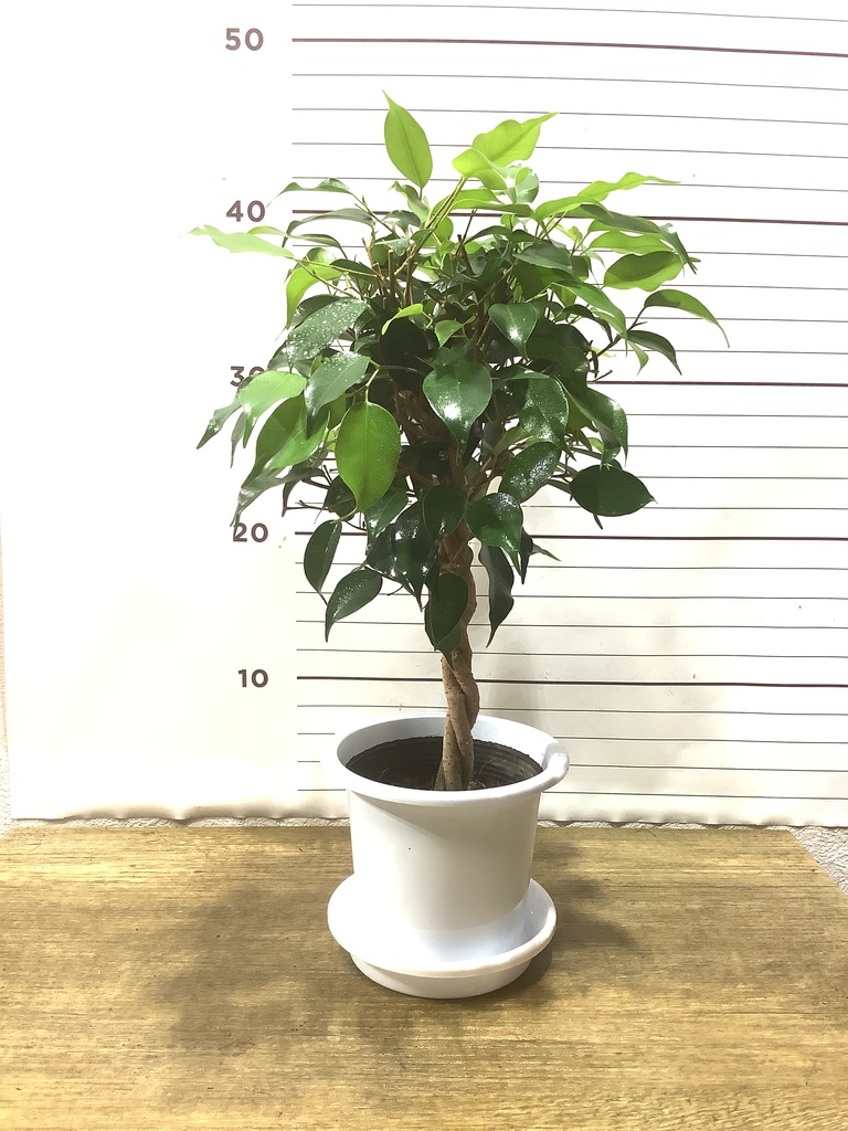 観葉植物 フィカス ベンジャミン 4号 玉造りプラスチック鉢 | 観葉植物ならHitoHana(ひとはな) 観葉植物 フィカス ベンジャミン 4号 玉造りプラスチック鉢 | 観葉植物ならHitoHana(ひとはな)