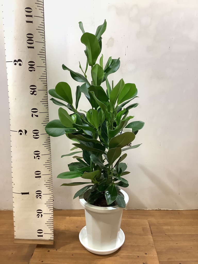 人気激安 8 6迄のお買い得 緑の芸術 観葉 Atak Com Br