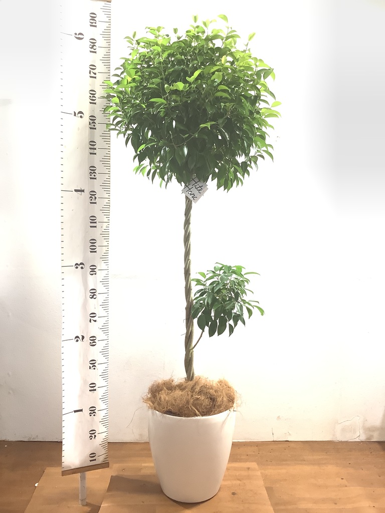 観葉植物 フィカス ベンジャミン 10号 玉造り ブリティッシュキューブ