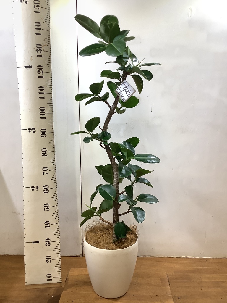 フィカス ソフィア 観葉植物通販hitohana ひとはな