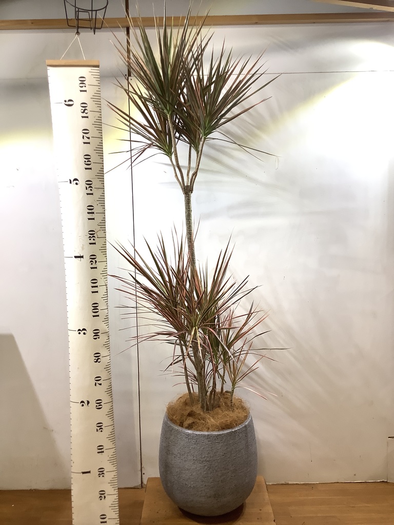 観葉植物 1都3県 限定配送 190cm ドラセナ コンシンネ レインボー 10号 観葉植物ならhitohana ひとはな 観葉植物 1都3県 限定配送 190cm ドラセナ コンシンネ レインボー 10号 観葉植物ならhitohana ひとはな
