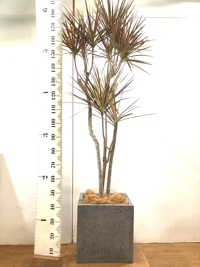 観葉植物 1都3県 限定配送 190cm ドラセナ コンシンネ レインボー 10号 観葉植物ならhitohana ひとはな 観葉植物 1都3県 限定配送 190cm ドラセナ コンシンネ レインボー 10号 観葉植物ならhitohana ひとはな