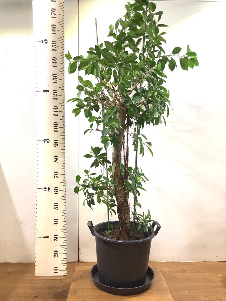 ガジュマル パンダ 観葉植物通販hitohana ひとはな