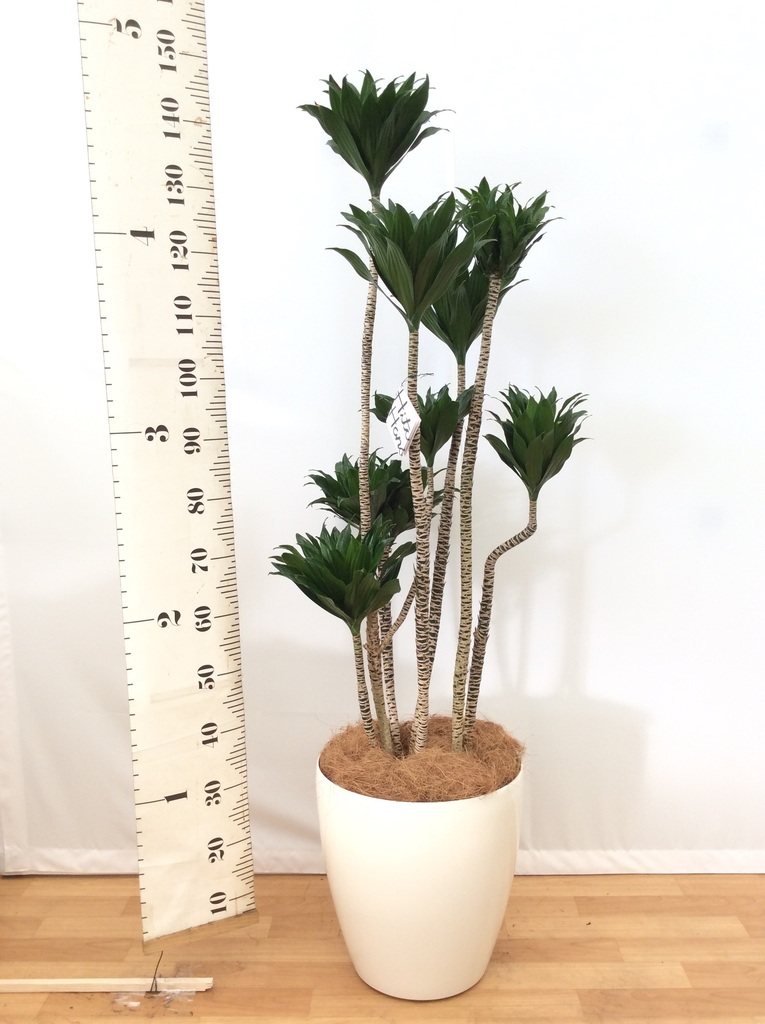 観葉植物 ドラセナ コンパクター 10号 プラスチック鉢 | 観葉植物なら