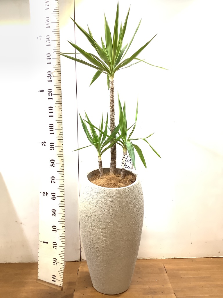 観葉植物 ユッカ 8号 斑入り エコストーンwhite 付き | 観葉植物なら