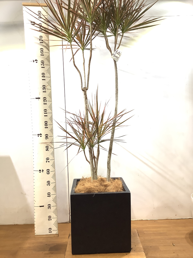 観葉植物 1都3県 限定配送 190cm ドラセナ コンシンネ レインボー 10号 観葉植物ならhitohana ひとはな