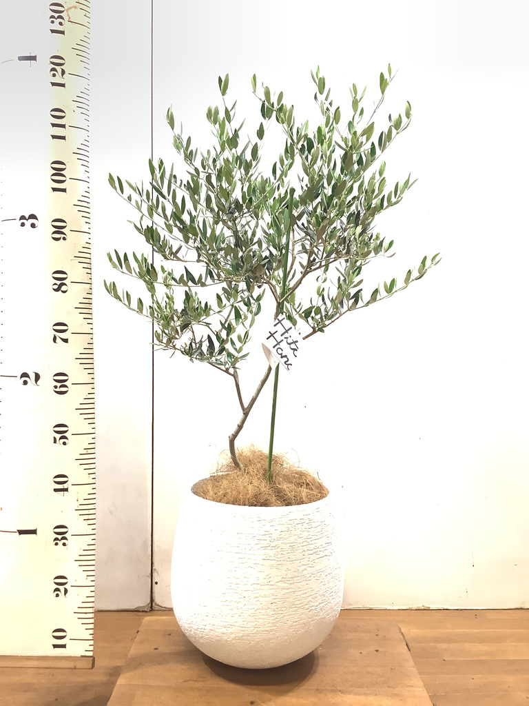観葉植物 オリーブの木 8号 カヨンヌ エコストーンwhite 付き / 小倉園