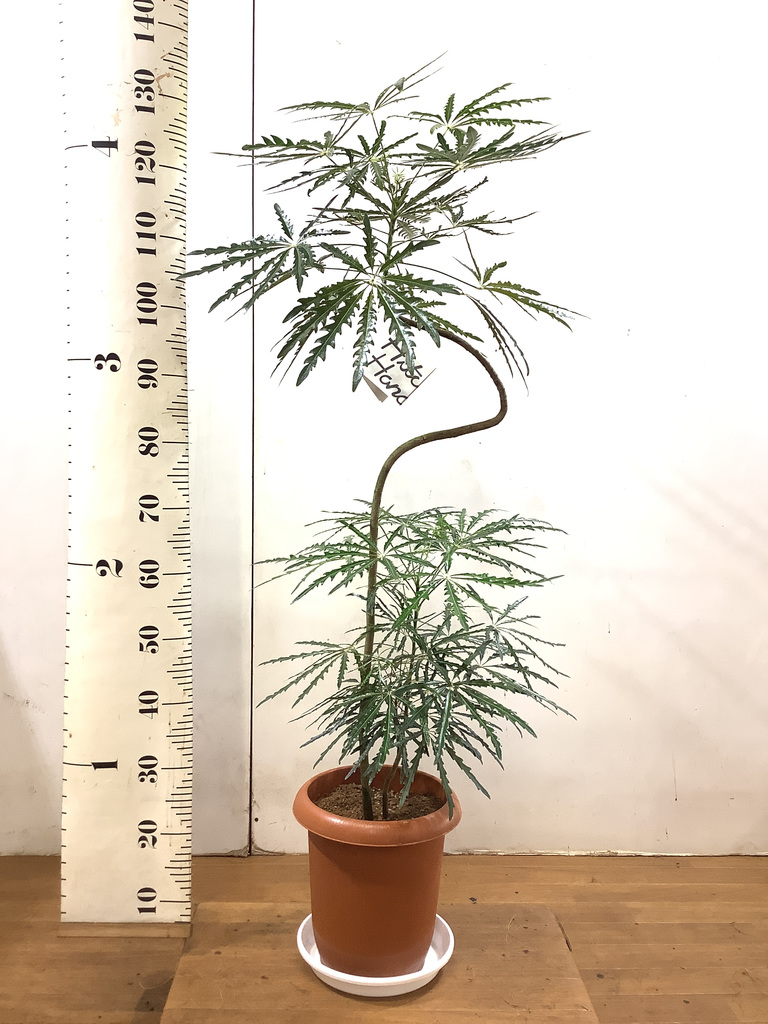 観葉植物 グリーンアラレア 8号 曲り プラスチック鉢 観葉植物ならhitohana ひとはな