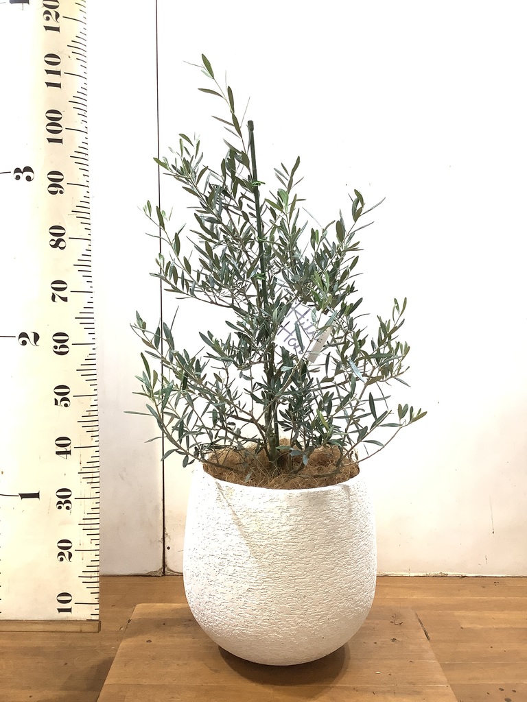 観葉植物 オリーブの木 8号 コラティーナ (コラチナ) セドナロング