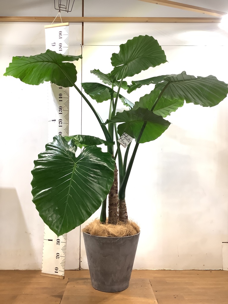 最大10 Offクーポン 観葉植物 大型クワズイモ 3株 10号 フラワー ガーデン Econova Se
