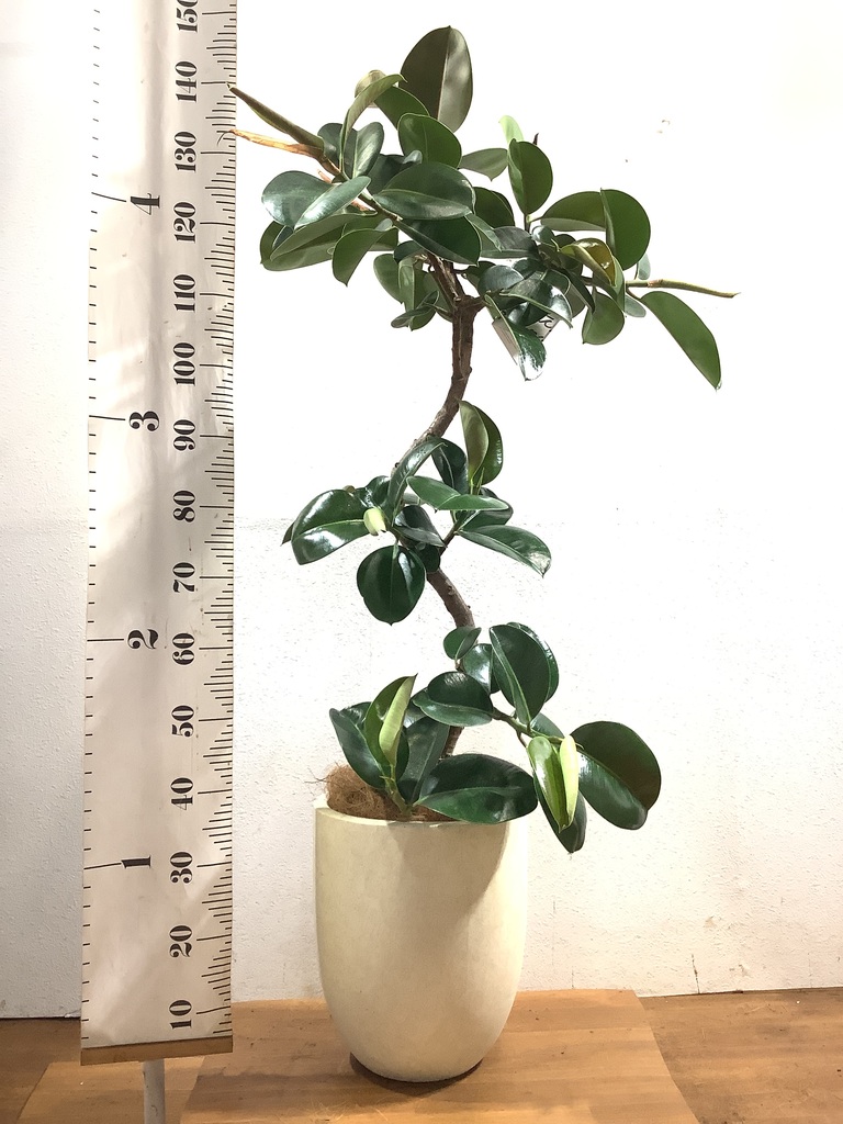 フィカス ソフィア 観葉植物通販hitohana ひとはな