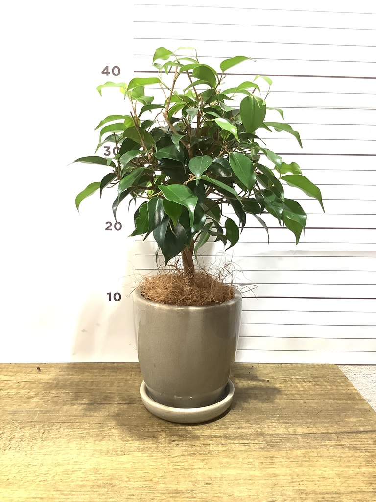 観葉植物 フィカス ベンジャミン 4号 玉造りプラスチック鉢 | 観葉植物