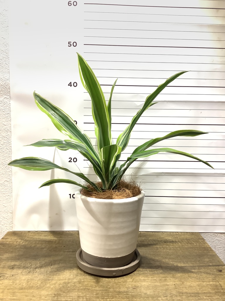 その他観葉植物 WhiteLionKing 花・観葉植物,well plants | welzo STORE