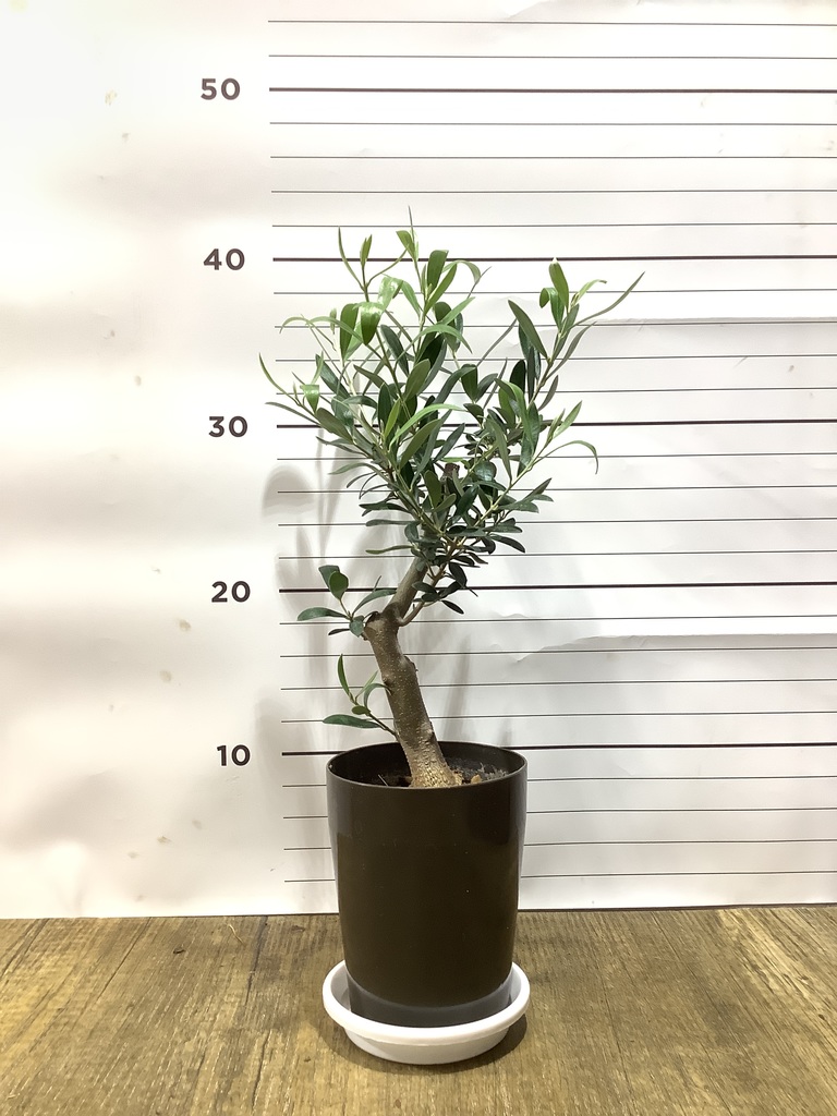 観葉植物 オリーブの木 3号 創樹プラスチック鉢 | 観葉植物なら