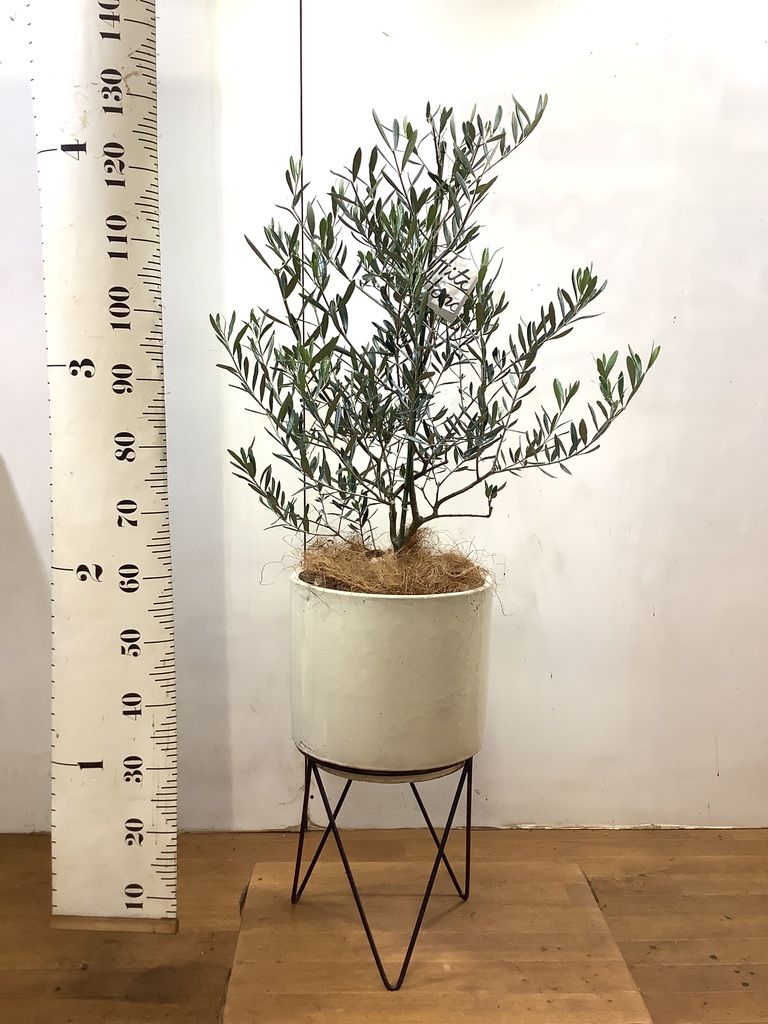 観葉植物 オリーブの木 8号 コラティーナ (コラチナ) プラスチック鉢