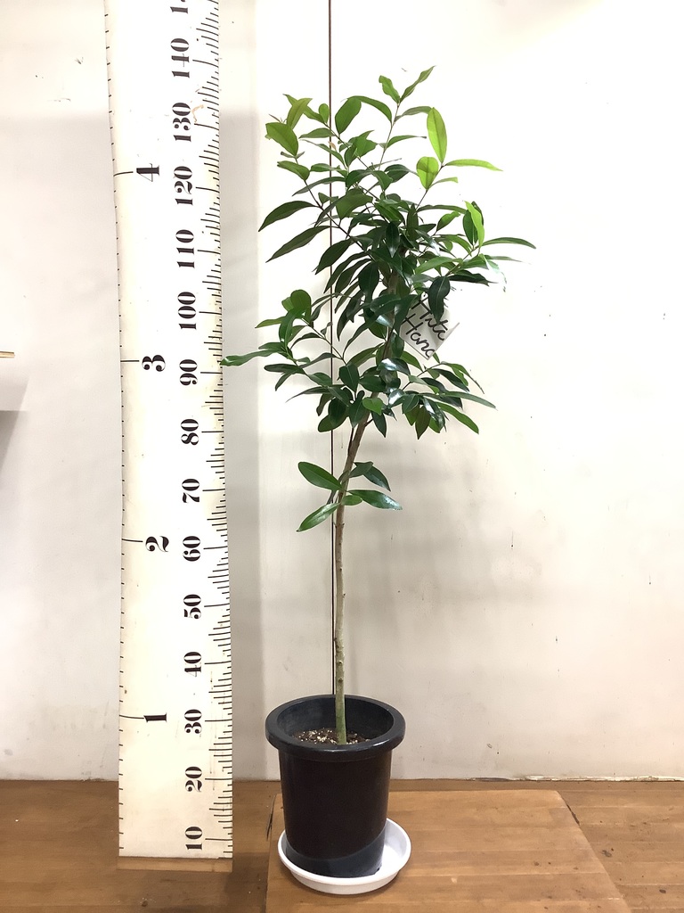 観葉植物 アマゾンオリーブ (ムラサキフトモモ) 8号