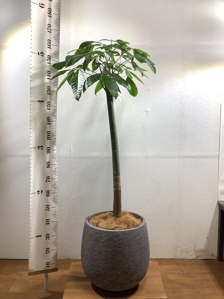 観葉植物 パキラ 10号 朴 エコストーンGray 付き | 観葉植物なら