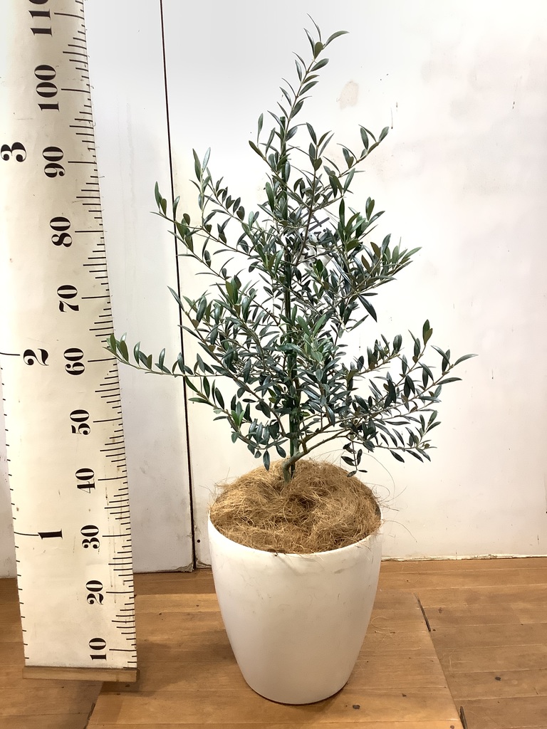 観葉植物 オリーブ 8号 アルベキーナ プラスチック鉢 | 観葉植物なら