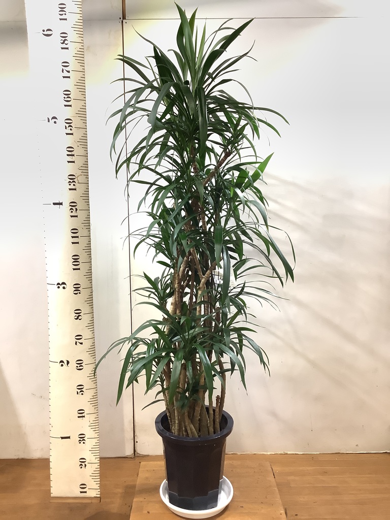 観葉植物 コルディリネ ストリクタ 10号 プラスチック鉢 | 観葉植物