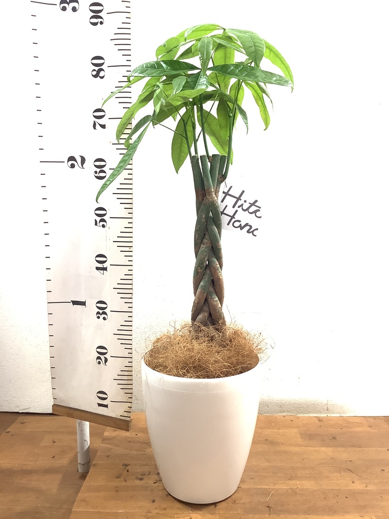 観葉植物 パキラ 6号 ねじり ラスターポット 付き | 観葉植物なら