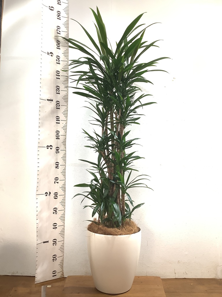観葉植物 コルディリネ ストリクタ 10号 ラスターポット 付き | 観葉