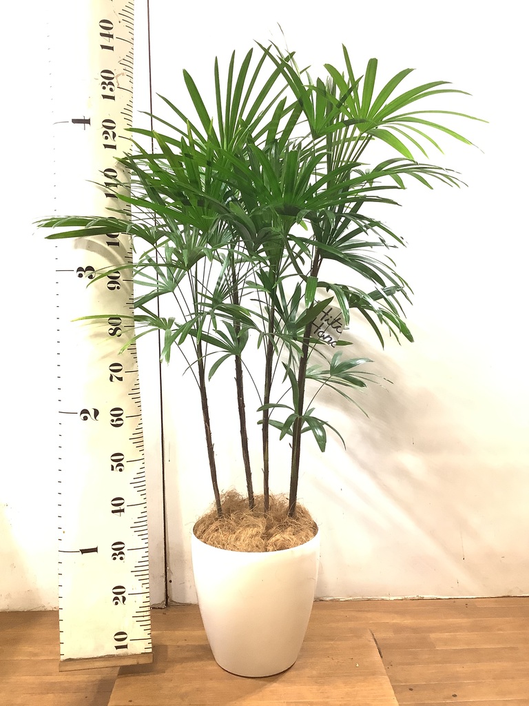 シュロチク　棕櫚竹　8号鉢　67 シュロチク8号鉢 観葉植物
