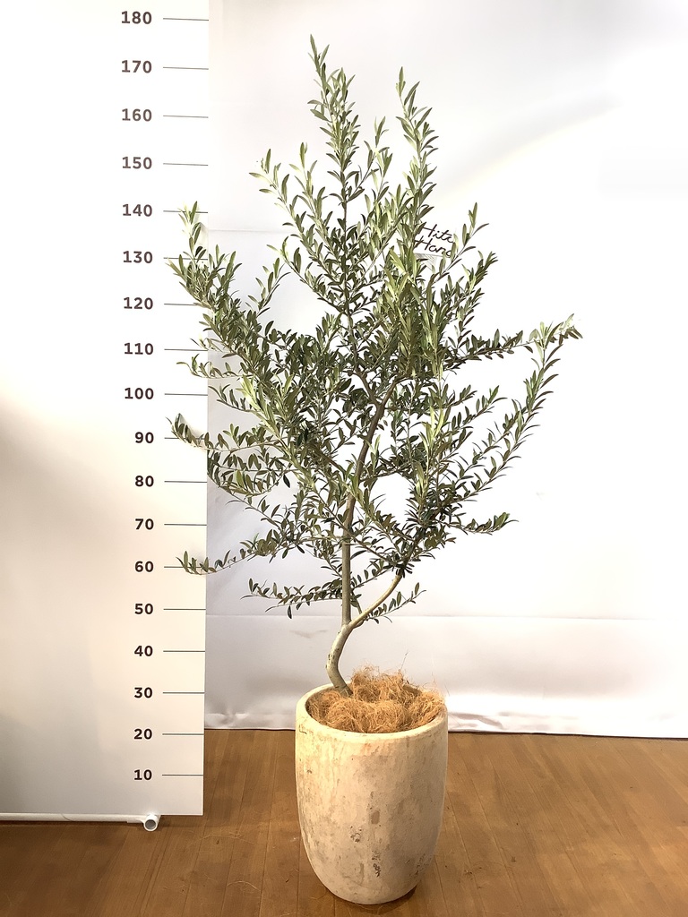 観葉植物 オリーブ 8号 アルベキーナ プラスチック鉢 | 観葉植物なら
