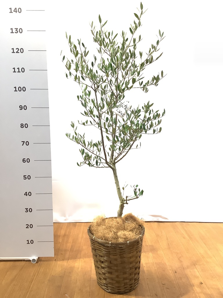 観葉植物 オリーブ 8号 コロネイキ 竹バスケット 付き | 観葉植物なら