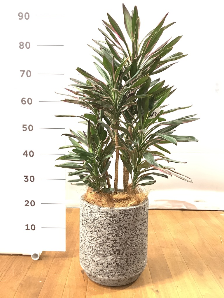 Goldenside　大苗 ③ コルジリネ サンダンス 幹上がり 7号大苗