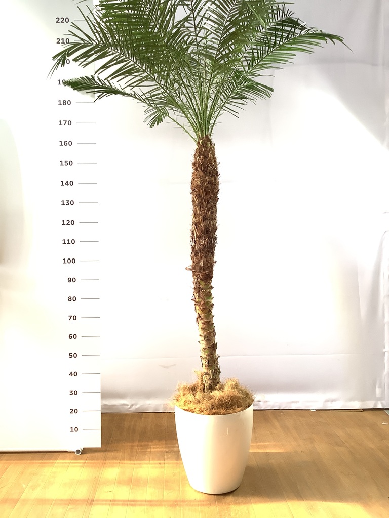 フェニックスロベレニー（120センチ位）
