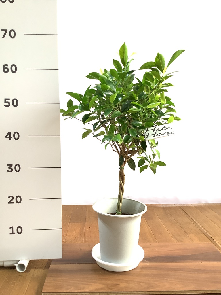 フィカス・ベンジャミン・ブラック ゴムの木 観葉植物 鉢下より140cm