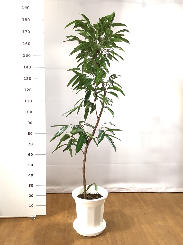 メーカー公式ショップ フィカス アムステルダムキング 8号 植物 観葉植物 Labelians Fr メーカー公式ショップ フィカス アムステルダムキング 8号 植物 観葉植物 Labelians Fr