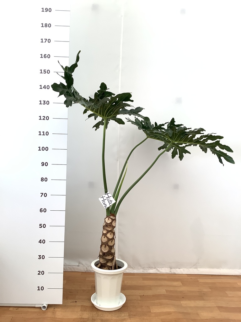 観葉植物 フィロデンドロン 8号 セローム ヒトデカズラ 根あがり