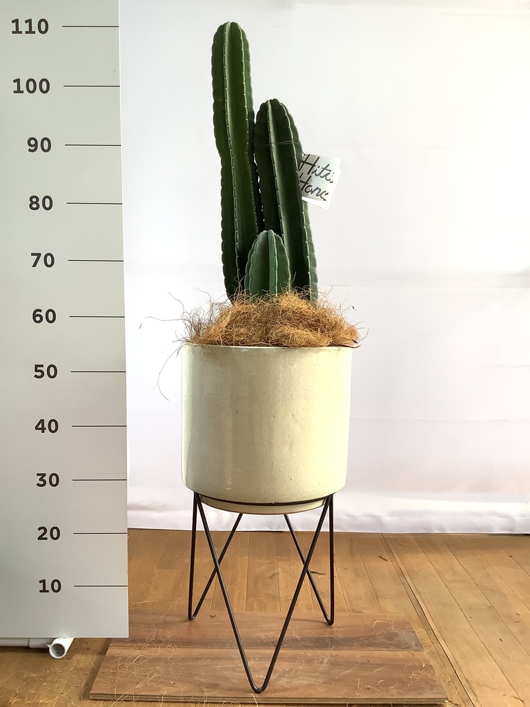 観葉植物 柱サボテン 8号 テラアストラ リゲル 赤茶色 付き 観葉植物ならhitohana ひとはな