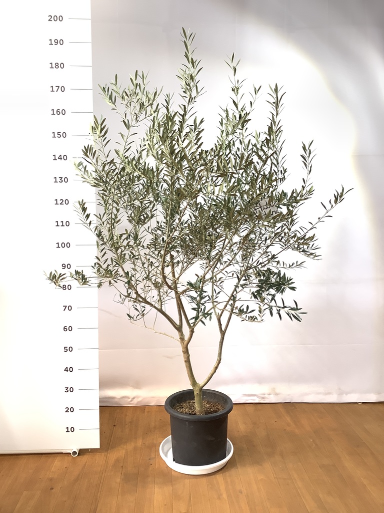 観葉植物 オリーブ 10号 アルベキーナ プラスチック鉢 | 観葉植物なら