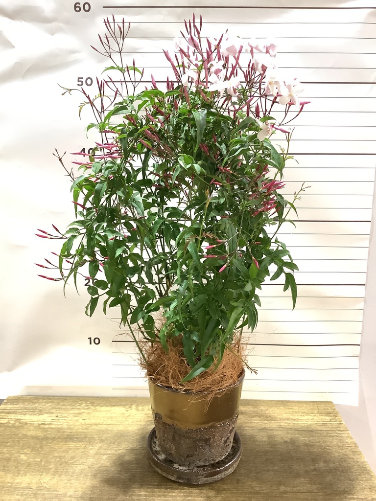 観葉植物 ハゴロモジャスミン 4号 プラスチック鉢 観葉植物ならhitohana ひとはな