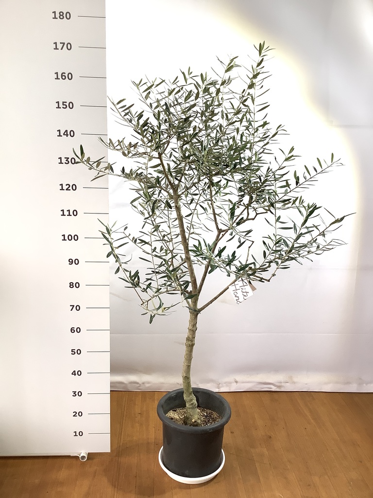 観葉植物 オリーブ 10号 バルネア プラスチック鉢 / 小倉園 | 観葉植物