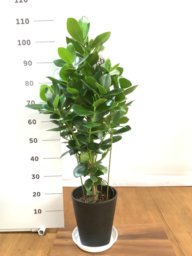 人気激安 8 6迄のお買い得 緑の芸術 観葉 Atak Com Br