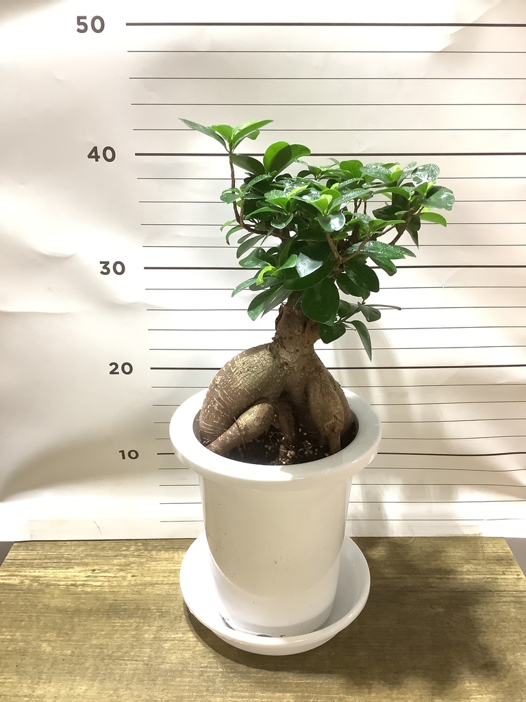 観葉植物 ガジュマル 6号 エコストーンGray 付き | 観葉植物なら