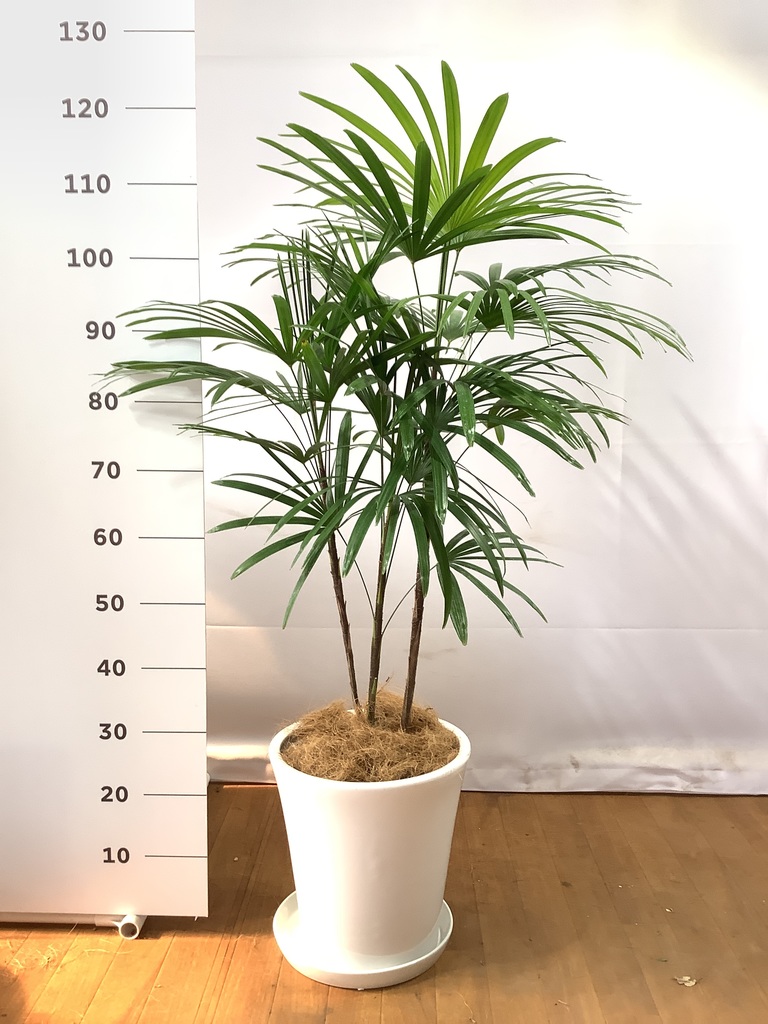 観葉植物 シュロチク（棕櫚竹） 8号 サブリナ 白 付き | 観葉植物なら